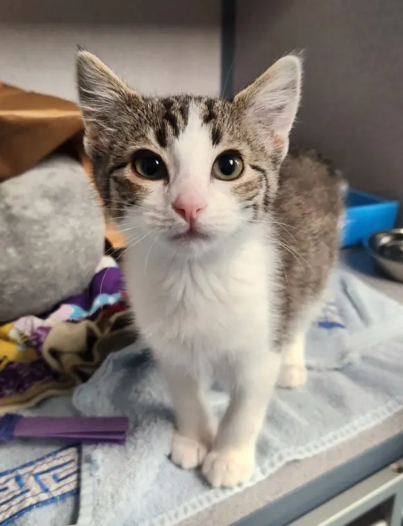 Kit Kat