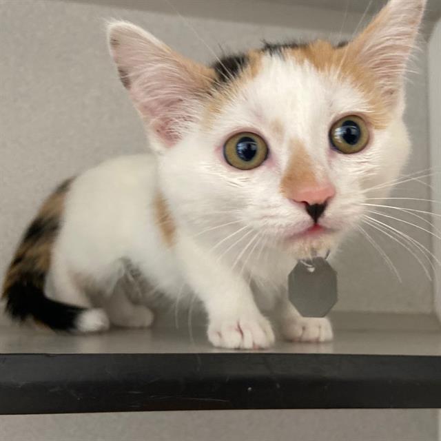Penelope