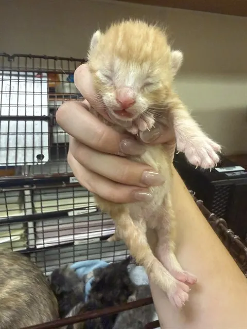 Adoptable Cat