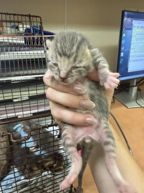 Adoptable Cat