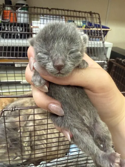Adoptable Cat