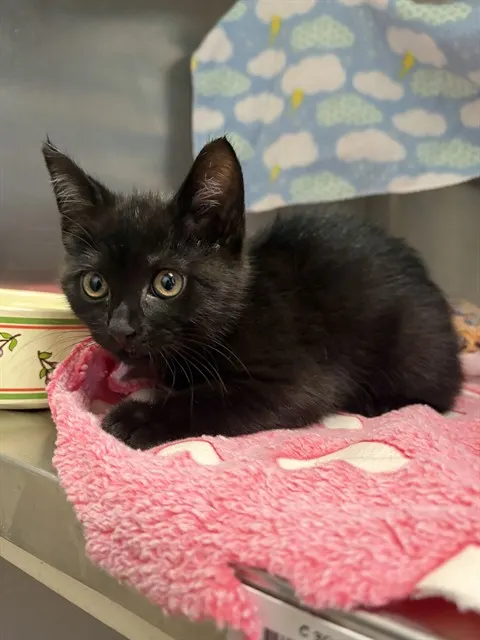 Adoptable Cat