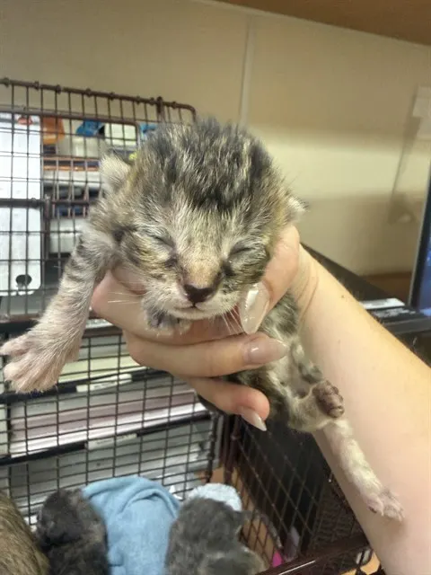 Adoptable Cat