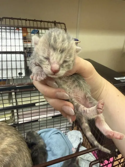 Adoptable Cat