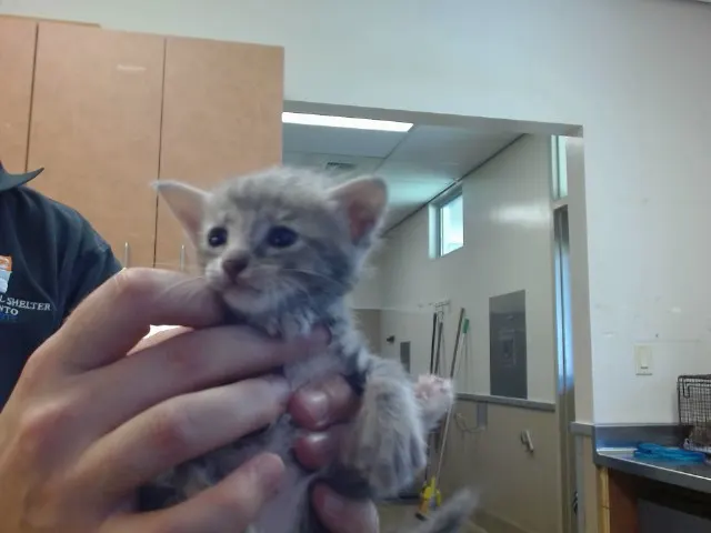 Adoptable Cat