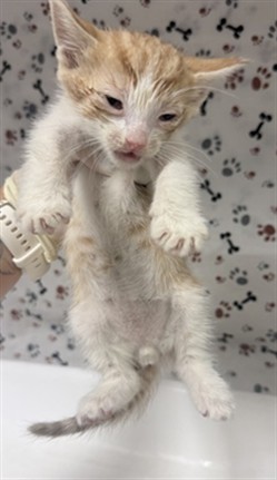 Adoptable Cat