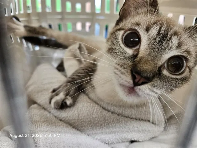 Adoptable Cat