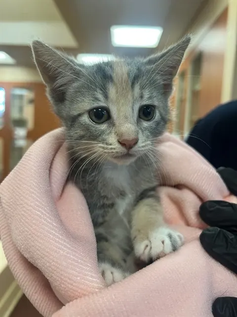 Fiona
