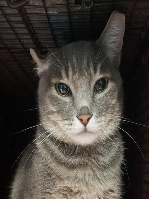 Darcy