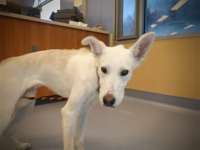 Adoptable Dog
