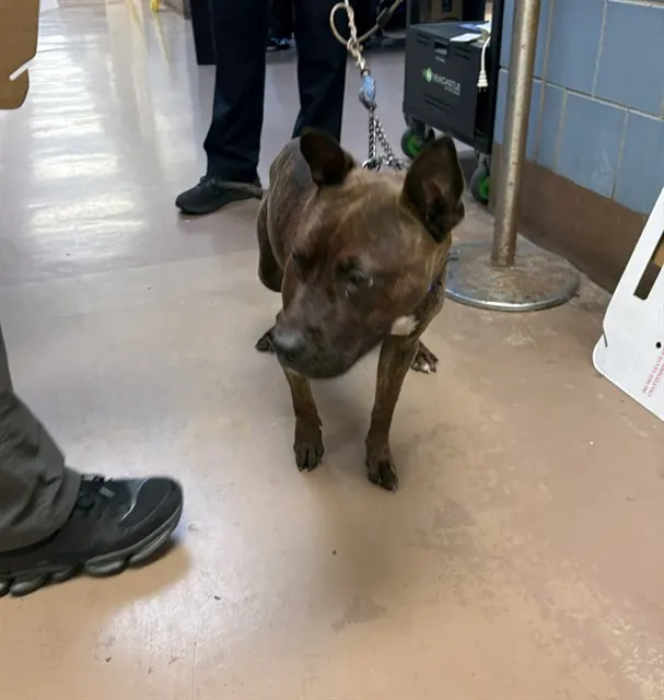 Adoptable Dog