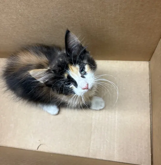 Adoptable Cat