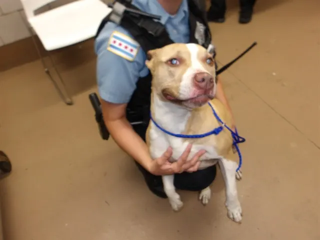 Adoptable Dog