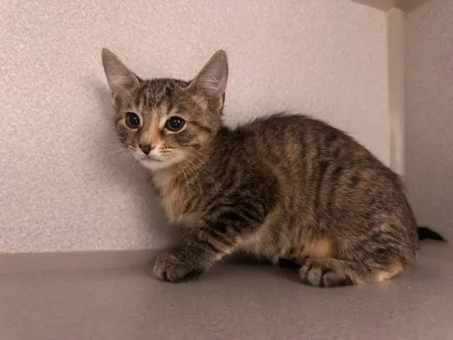 Penelope