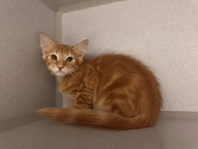 Achilles