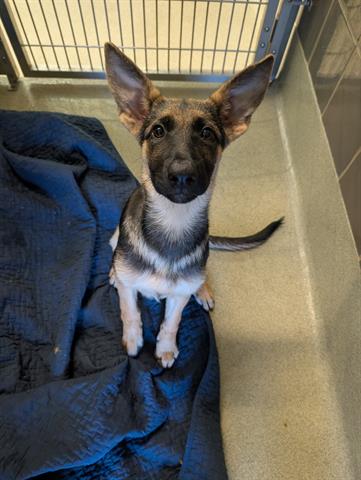 Adoptable Dog