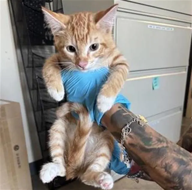 Alejandro