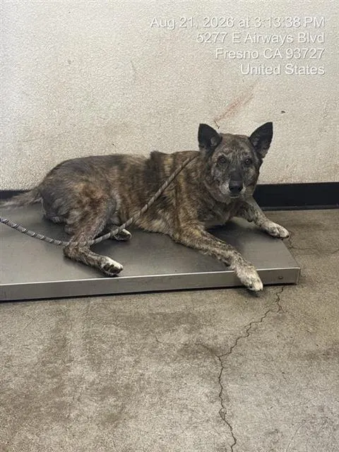 Adoptable Dog