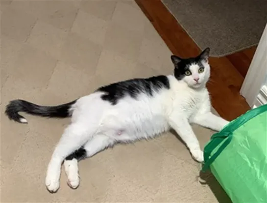 Marcie