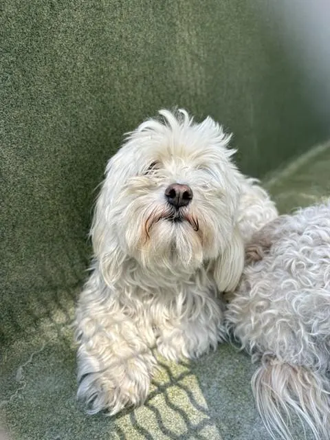Poppy