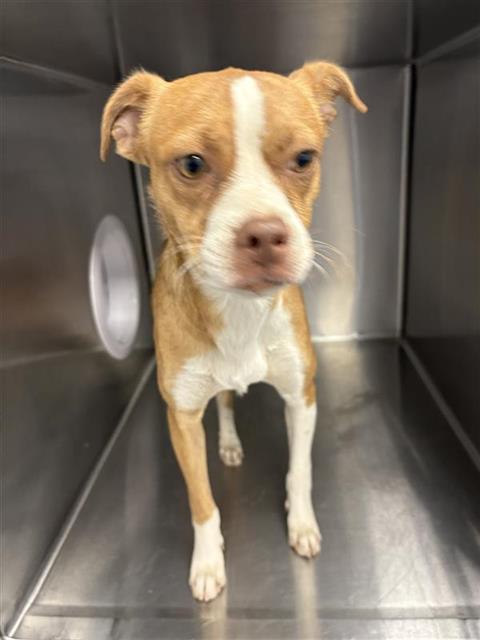Adoptable Dog