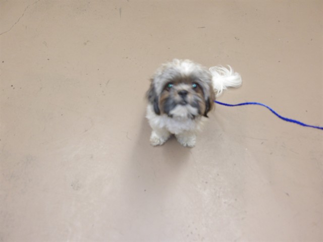 Adoptable Dog