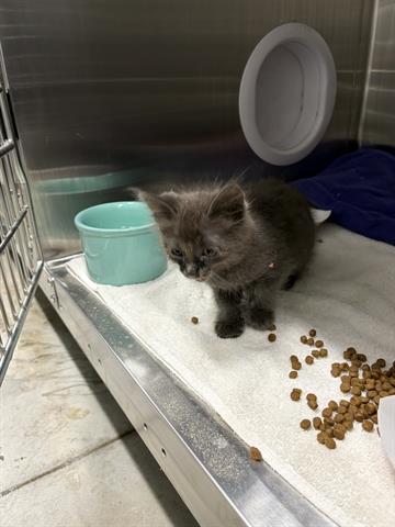 Adoptable pet