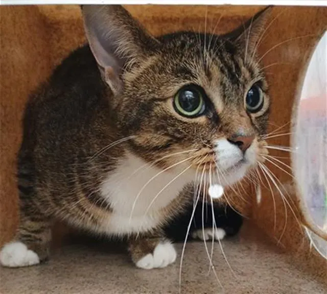 Adoptable Cat