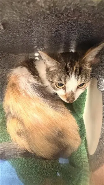 Mama