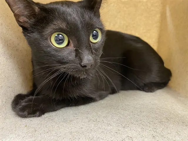Adoptable Cat