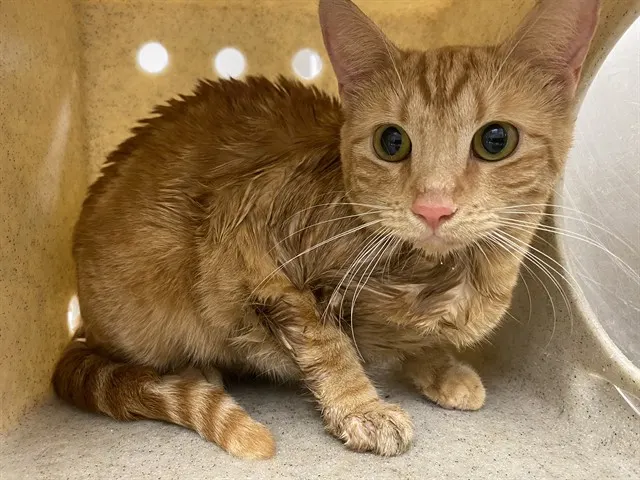 Adoptable Cat