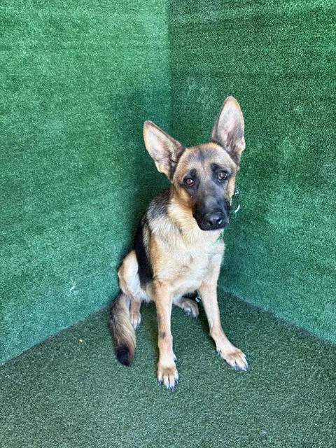 Adoptable Dog
