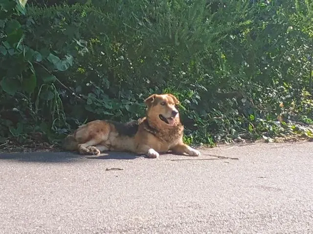 Nilo