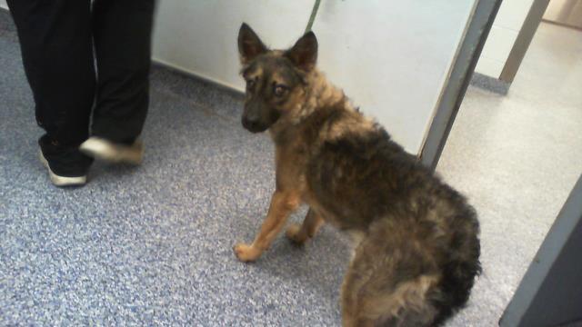Adoptable Dog
