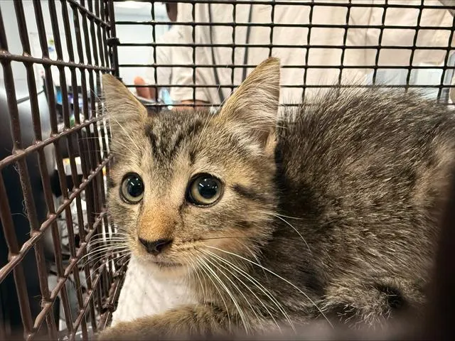 Adoptable Cat
