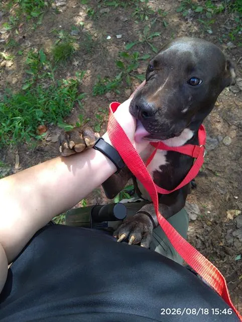 Adoptable Dog