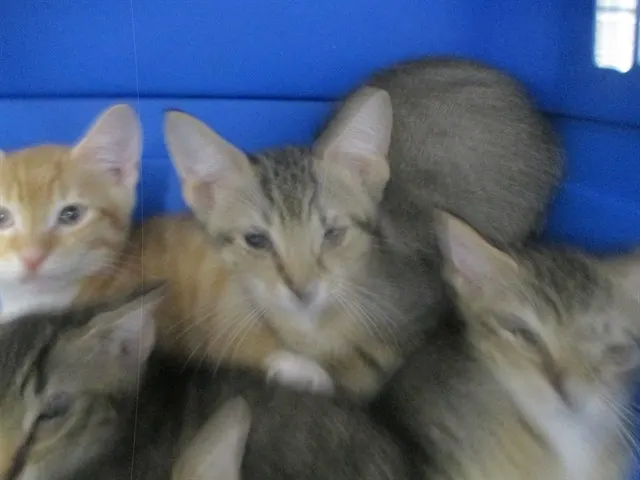 Rabbit