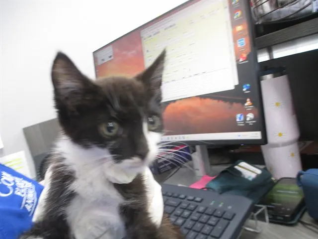 Coco