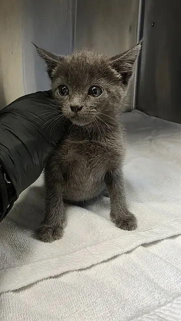 Adoptable Cat
