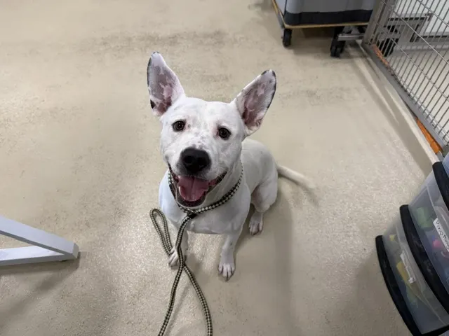 Adoptable Dog