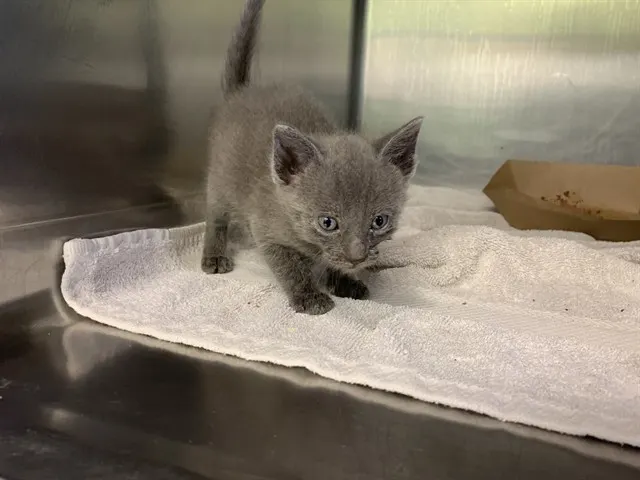 Domino