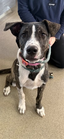 Adoptable Dog