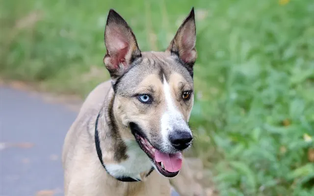 Kali