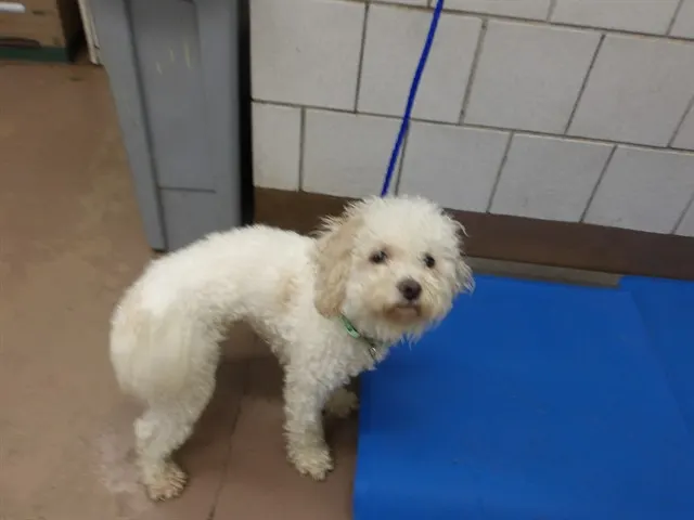 Adoptable Dog