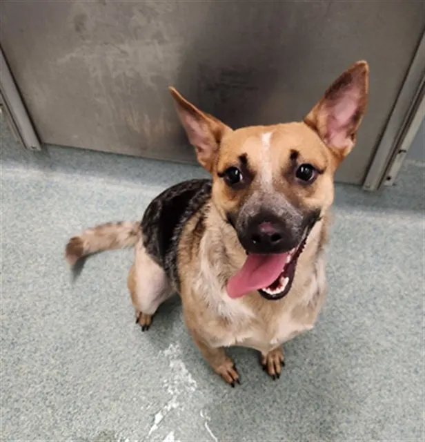 Adoptable Dog