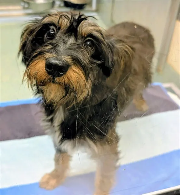 Adoptable Dog