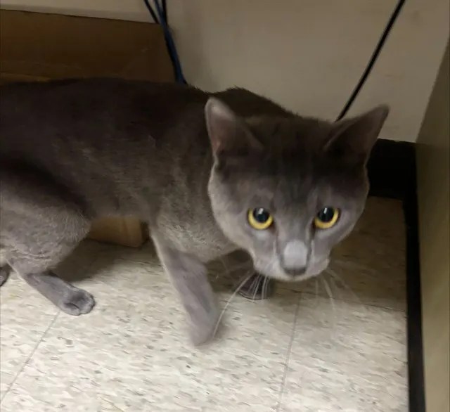 Adoptable Cat