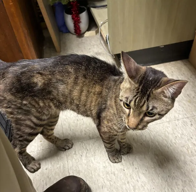 Adoptable Cat