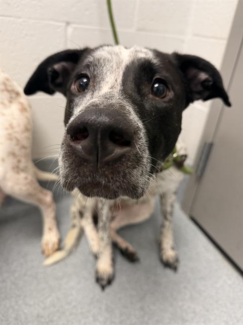 Pepper