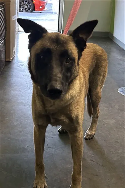 Maggie